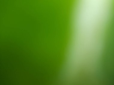 Close up. Defocused or blurred or illustration photo of green leaves and white veins. Nature. Summer. Spring. For wallpapers or backgrounds or cover design