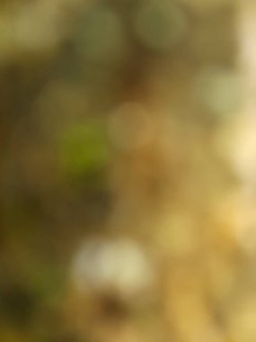 Close up. Defocused or blurred or illustration photo of brown tree bark. Nature. Summer. Spring. For wallpapers or backgrounds or cover design