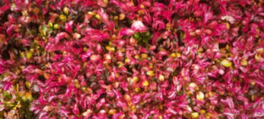Defocused red leaf plants in the garden. Nature. For wallpapers or backgrounds or cover design