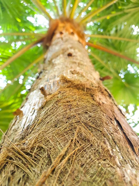 Arecaceae veya palmiye ağacı. Ağaç kabuğu dokusunu yeşil yapraklar ve güneş ışığıyla kapatın. Yaz. Bahar. Doğa. Düşük açı görünümü