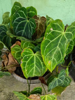 Kuping Gajah or anthurium crystallinum is a type of plant from the taro tribe, including the Araceae family. Beautiful plant