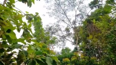 Shady green trees and cool breeze in the afternoon. Summer. Spring.