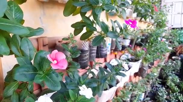 Tapak Dara Vinca Flowering Ornamental Plant Apocynaceae Family Flowers Various — ストック動画