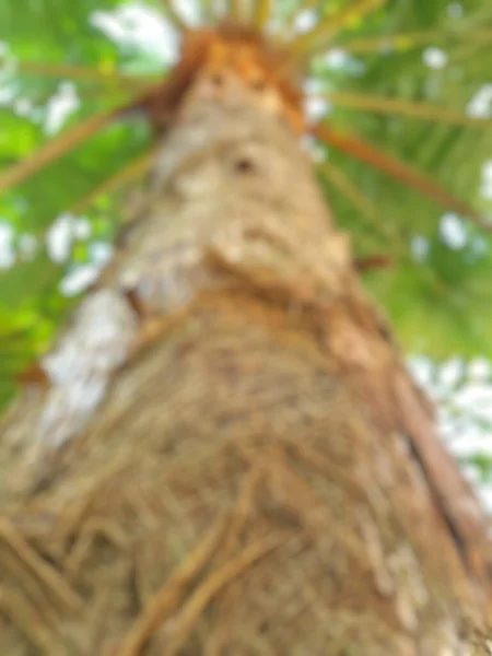 Zamazane Zdjęcie Arecaceae Lub Palmy Zbliżenie Tekstury Włókna Kory Drzewa — Zdjęcie stockowe