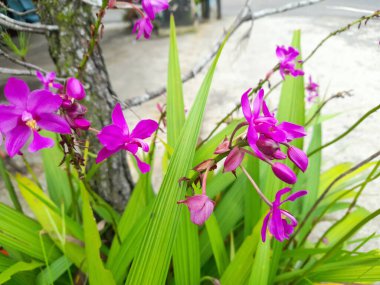 Spatthoglottis plicata, yaygın olarak Filipin toprak orkidesi ya da büyük mor orkide olarak bilinen, sık, pembe ve mor çiçekleri olan, her zaman yeşil olan bir karasal bitkidir. Güzel çiçek..