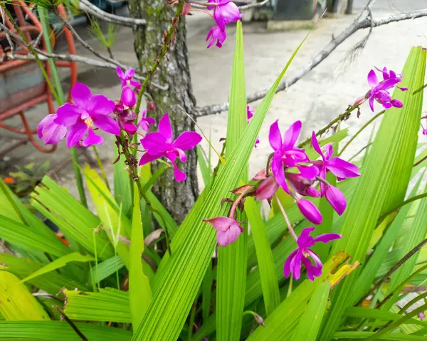 Spatthoglottis plicata, yaygın olarak Filipin toprak orkidesi ya da büyük mor orkide olarak bilinen, sık, pembe ve mor çiçekleri olan, her zaman yeşil olan bir karasal bitkidir. Güzel çiçek..