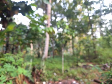 Bulanık arka plan ya da bahçede yeşil ağaçlar ve sabah güneş ışığı.