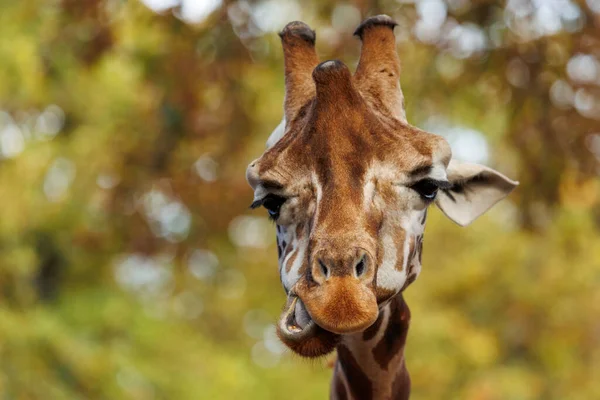Portrait Giraffe Nature — Stock Photo, Image