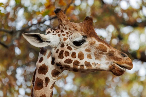 Portrait Une Girafe Dans Nature — Photo