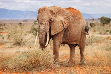 Kenya 'nın vahşi doğasında Afrika fili