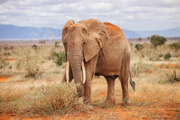 Kenya 'nın vahşi doğasında Afrika fili