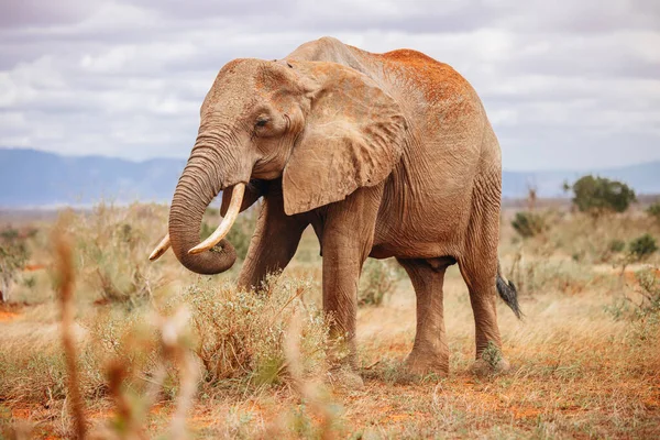 Elefante Africano Natura Selvaggia Kenya Foto Stock Royalty Free