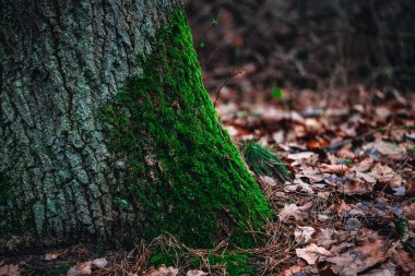 Ormandaki ağaçta taze yeşil yosun.