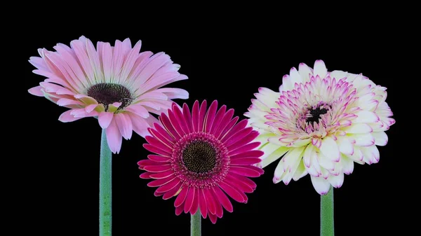 stock image Pink and red Barberton daisy flowers blooming, studio shot, with black background. pink gerber flowers.