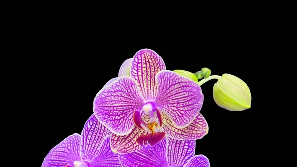 Pembe Renkli Doritaenopsis Çiçekleri Çiçek Açan Stüdyo Fotoğrafları Siyah Arkaplan — Stok fotoğraf