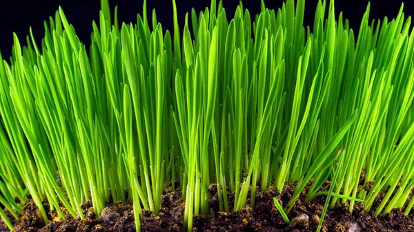 Свежая Зеленая Трава Пшеницы Растет Небольших Почвах Близко Темной Комнате Стоковая Картинка