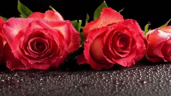 Свежие Красные Цветы Розы Фоне Темного Камня Стоковое Фото