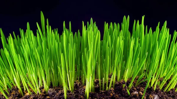 Свежая Зеленая Трава Пшеницы Растет Небольших Почвах Близко Темной Комнате Лицензионные Стоковые Изображения