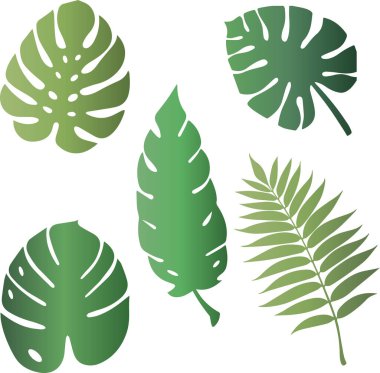 Tropical leaves, palm leaves, set leaves, SVG Vector
