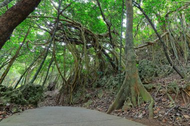 Kenting Ulusal Orman Dinlenme Alanı Hengchun Kasabası, Pingtung County, Tayvan