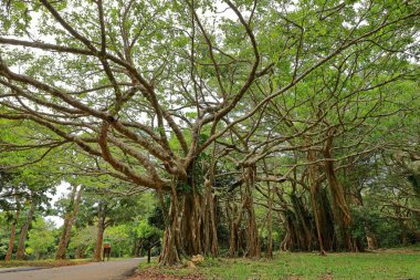 Kenting Ulusal Orman Dinlenme Alanı Hengchun Kasabası, Pingtung County, Tayvan