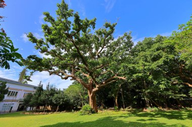Kenting Ulusal Orman Dinlenme Alanı Hengchun Kasabası, Pingtung County, Tayvan