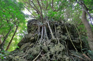 Kenting Ulusal Orman Dinlenme Alanı Hengchun Kasabası, Pingtung County, Tayvan