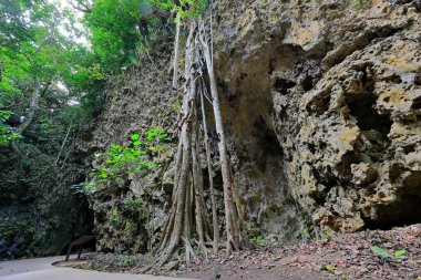 Kenting Ulusal Orman Dinlenme Alanı Hengchun Kasabası, Pingtung County, Tayvan