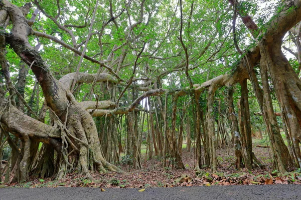 Kenting National Forest Recreation Area Hengchun Township Contea Pingtung Taiwan — Foto Stock