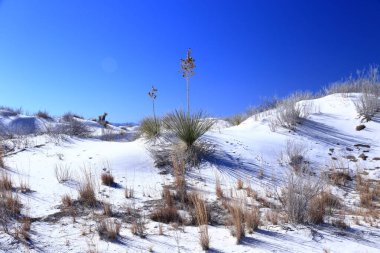 New Mexico, ABD 'deki White Sands Ulusal Parkı' nda Yucca