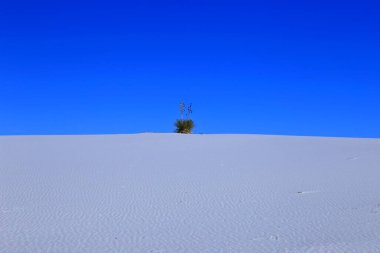 New Mexico, ABD 'deki White Sands Ulusal Parkı' nda Yucca