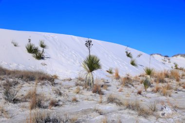 New Mexico, ABD 'deki White Sands Ulusal Parkı' nda Yucca