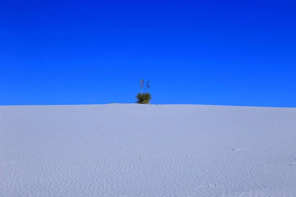 Yucca White Sand White Sands National Park New Mexico Usa — Stock Photo, Image