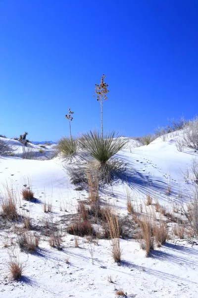 Yucca Nella Sabbia Bianca White Sands National Park Nel Nuovo — Foto Stock