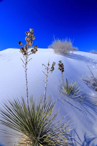 ユッカ ホワイト サンド アメリカ合衆国ニューメキシコ州のホワイト サンズ国立公園 — ストック写真