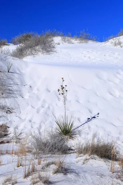 Yucca in the White Sand at White Sands National Park in New Mexico, USA
