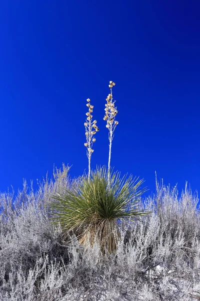 Yucca in the White Sand at White Sands National Park in New Mexico, USA