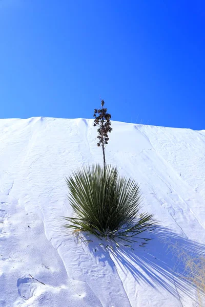 Yucca Weißen Sand Des White Sands Nationalparks New Mexico Usa — Stockfoto