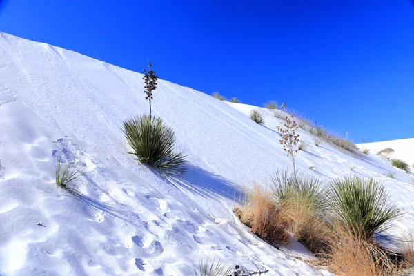Yucca Areia Branca Parque Nacional White Sands Novo México Eua — Fotografia de Stock