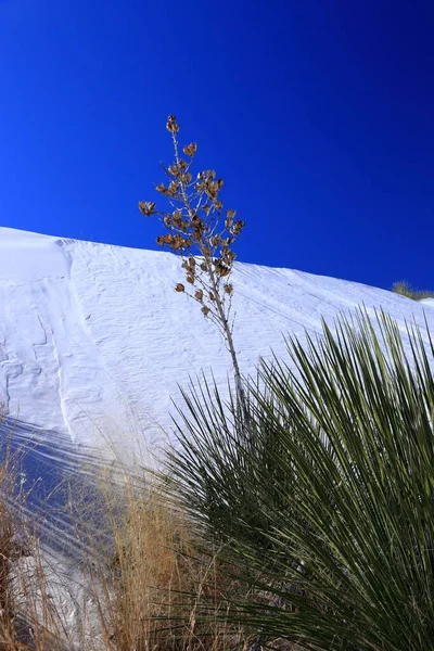 Yucca Weißen Sand Des White Sands Nationalparks New Mexico Usa — Stockfoto
