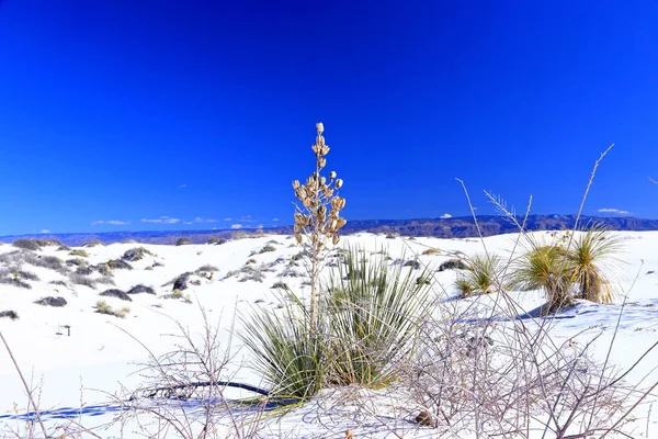 ユッカ ホワイト サンド アメリカ合衆国ニューメキシコ州のホワイト サンズ国立公園 — ストック写真