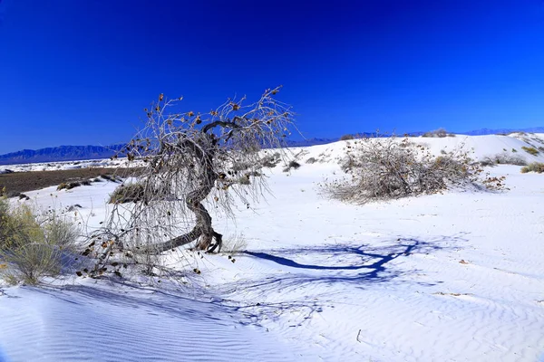 Albero Rio Grande Cottonwood White Sands National Park Nel New — Foto Stock
