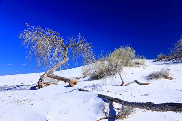 グランデ コットンウッド アメリカ合衆国ニューメキシコ州のホワイトサンズ国立公園 — ストック写真