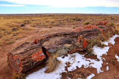 Taşlaşmış Orman Ulusal Parkı, Arizona, ABD 'de birçok taşlaşmış ağaç gövdesi ve fosili olan doğal bir cazibe merkezi..