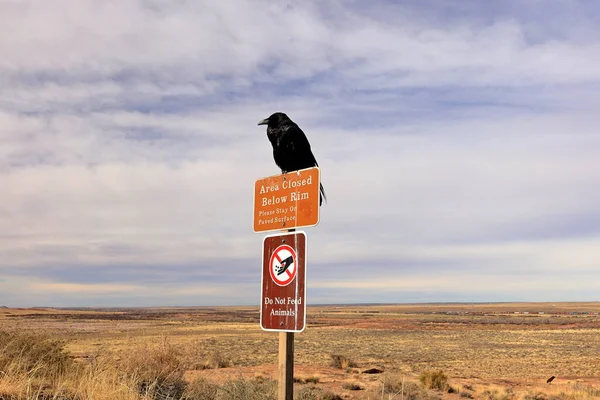 Raven Nel Petrified Forest National Park Luogo Attrazione Naturale Con — Foto Stock