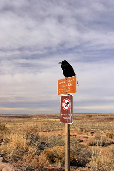 Raven Nel Petrified Forest National Park Luogo Attrazione Naturale Con — Foto Stock