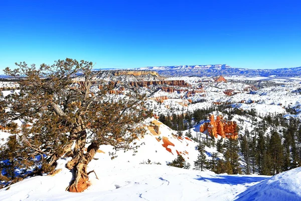 stock image Bryce Canyon National Park, a Park with natural amphitheater, many overlooks and trails in Utah, USA