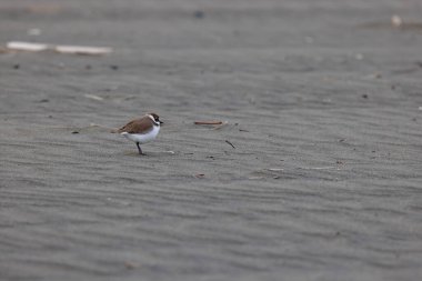 Tayvan plajında Kentish plover kuşu Charadrius alexandrinus