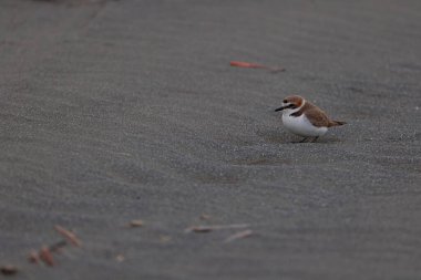 Tayvan plajında Kentish plover kuşu Charadrius alexandrinus