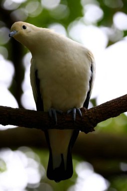 Tayvan 'da hayvanat bahçesindeki bir ağaca tünemiş Pied İmparatorluk Güvercini.